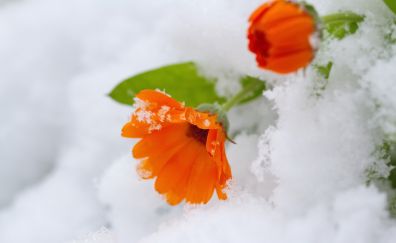Orange daisy, winter, snow, close up, 5k