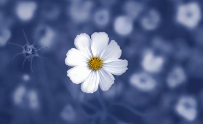 Daisy flower, portrait
