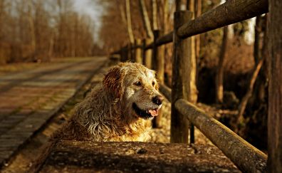 Furry, animal, wooden fence, dog
