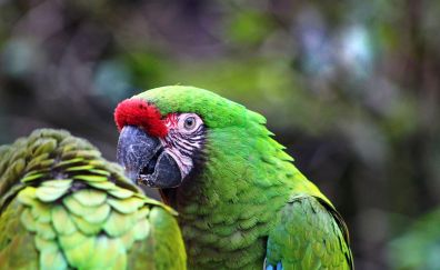 Parrot, green macaw, birds, 5k