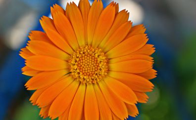 Pot Marigold, flower, orange flower, bloom