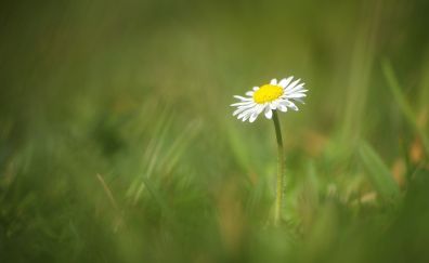 Meadow, daisy flower, blur