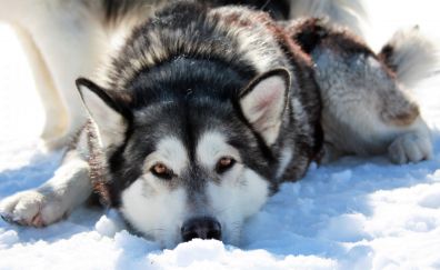Siberian Husky, dog, relaxed, snow
