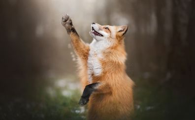Red fox, play, predator, wild animal