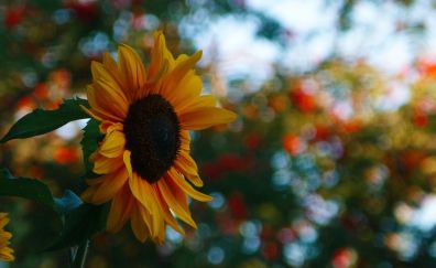 Sunflower, flower, bokeh, 4k