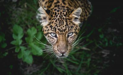 Leopard, 5k, looking up, predator, muzzle