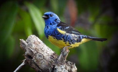 Tanager, colorful bird, sit