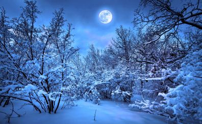 Winter, snow, moon, night, nature, 4k