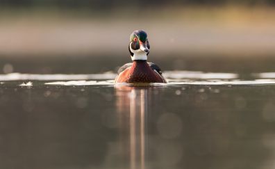 Swim, mallard, lake, duck