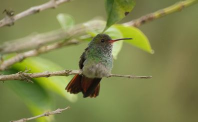 Cute hummingbird, sitting, bird