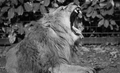 Lion's roar, monochrome