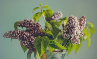 Lilac, flowers, leaves, pot