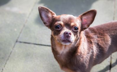 Chihuahua dog, curious