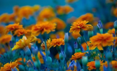 Meadow, spring, orange flowers