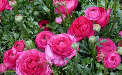 Pink roses, plants, garden, flowers