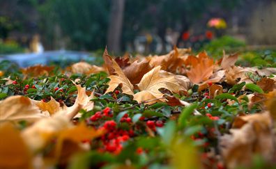 Leaves, autumn, fall, nature