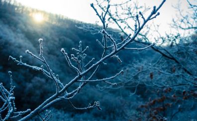 Tree branch, winter frost, sunlight