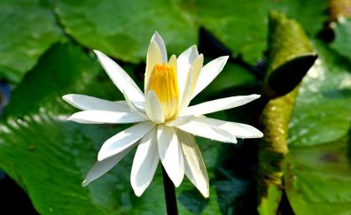 White water lily, flower, leaves, bloom