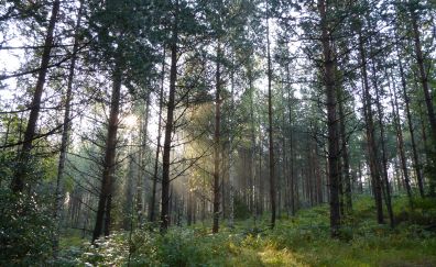 Trees, forest, sunlight, nature