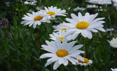 White daisy, flowers, plants, meadow, spring