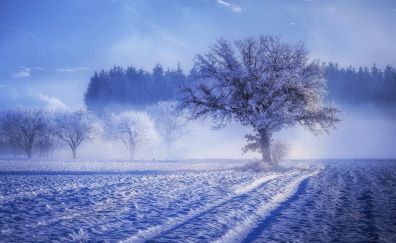 Trees, winter, landscape, 4k