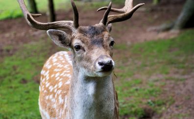Hirsch, wild deer, animal, horns, 4k