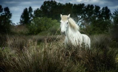 White horse, grass, meadow