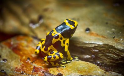 Frog, yellow spotted, toad, animal