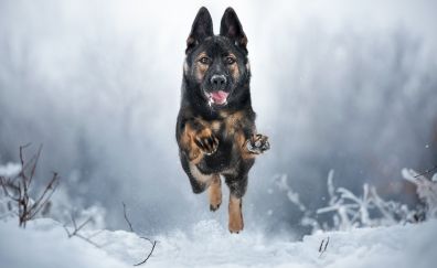 German shepherd dog, dive, jump