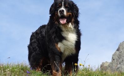 Bernese mountain dog, pet, meadow