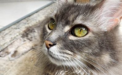 Cat eyes, close up