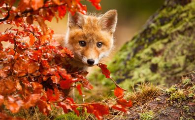 Baby fox, behind the red leaves