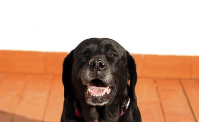 Black Labrador dog muzzle
