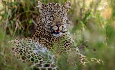 Relaxed, predator, animal, grass, leopard