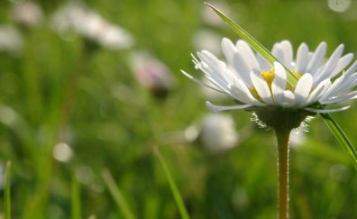 Daisy flowers, meadow, grass thread, blur