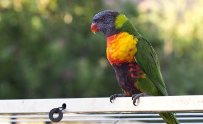 Parrot bird, multicolored, colorful