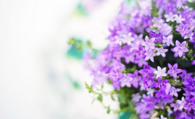 Purple flowers of summer, blossom