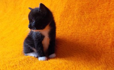 Cute, black kitten, animal