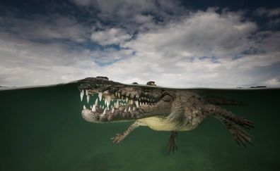 Crocodiles under water close up