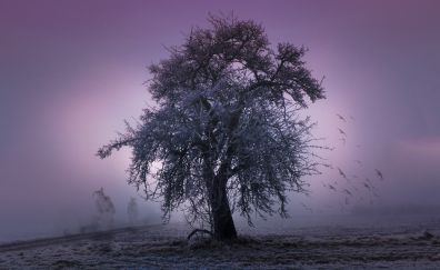 Tree, night, winter, fog, mist