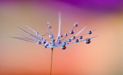 Dandelion, flower, water drops, gradient