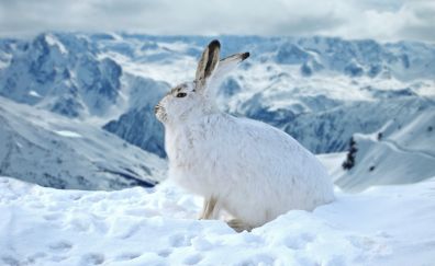 Bunny, rabbit, animal, winter, outdoor