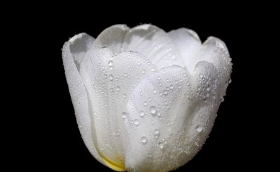 Tulip, white flower, water drops