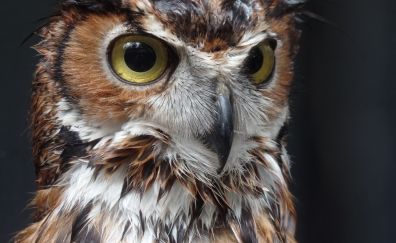 Owl, bird, stare, close up