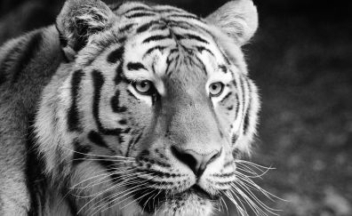 Tiger, predator, muzzle, animal, monochrome