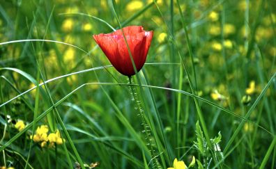 Grass, red poppy, flower, 4k