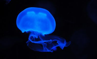 Blue glowing, fish, jellyfish, 4k