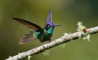 Exotic bird, hummingbird