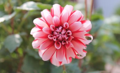 Pink flower, close up, beautiful, bloom, 4k