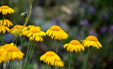 Wild flowers, yellow flowers, spring, meadow, blur